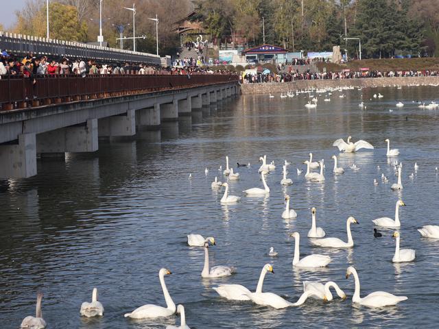 三门峡，北方冬日最热闹的城市