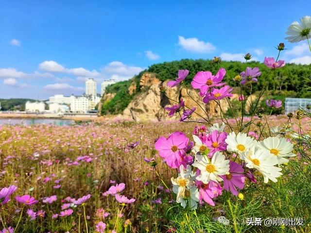 大连发现一片免费格桑花，太美了