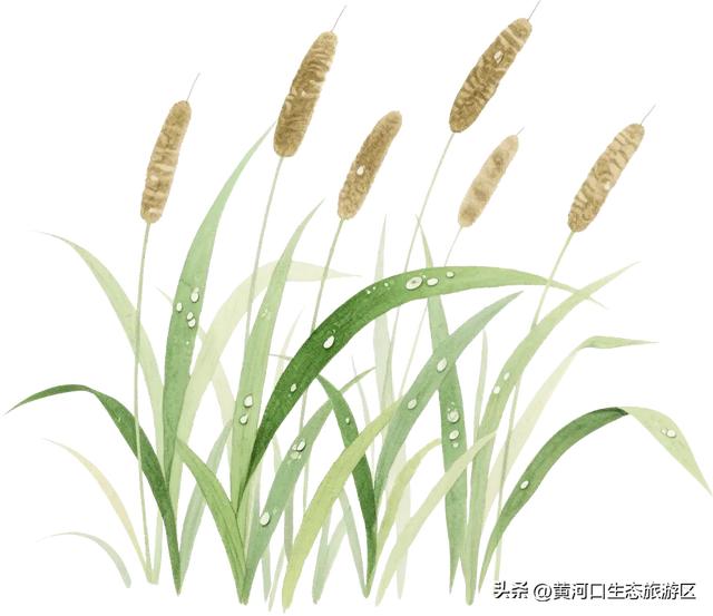 【黄河口生态旅游区】以湿地为笺，用候鸟作笔 —— 致教师的自然礼赞