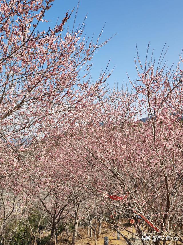 土楼拾光③:梅林古镇（2025.2.11 漳州·南靖）