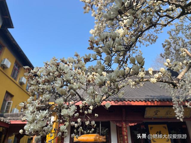 2026杭州古刹五百多岁的玉兰盛开，仅一周观赏期，是时候来冲了！
