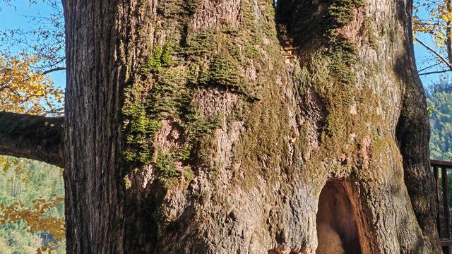 郁郁银杏无非般若，青青溪石尽是法身：宜春南惹古村印象（聂朋