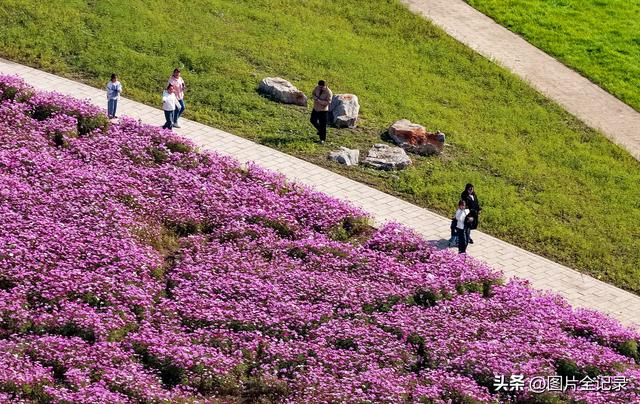 山西襄汾：波斯菊花开 美景醉游人