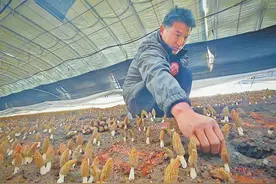 “绿”为底色，看乌鲁木齐市达坂城区如何发展特色农业图片