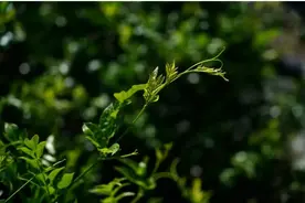 什么是莓茶？莓茶到底是什么植物做的？有什么特别之处？图片