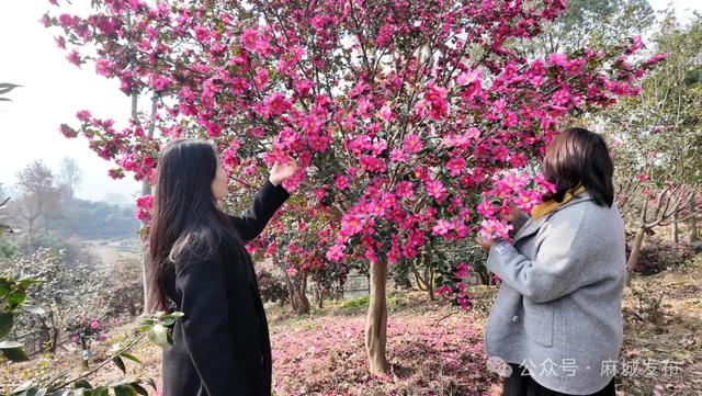 最佳观赏期已到!邂逅麻城冬日柔美风景~