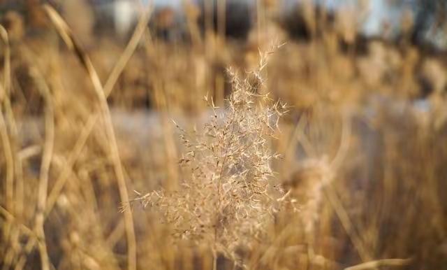 “白天立冬，穿单衣；晚上立冬，冻死牛”，今年立冬在几点？