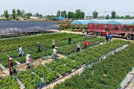 南阳：满城盛景溢芬芳丨南阳月季 香飘五洲图片