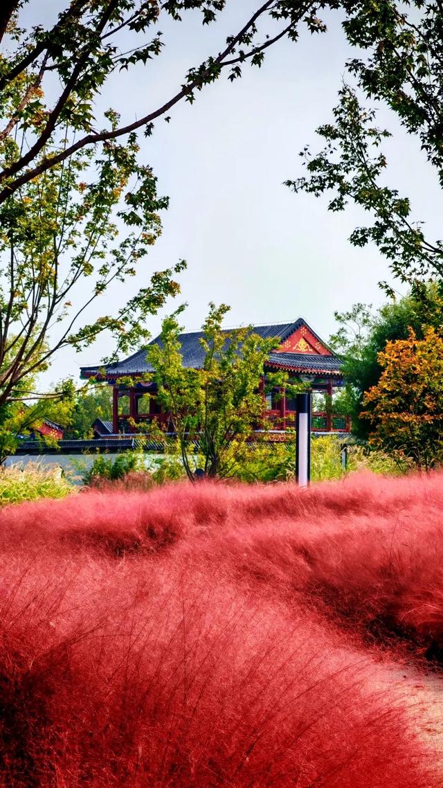 打卡定州限定秋景！