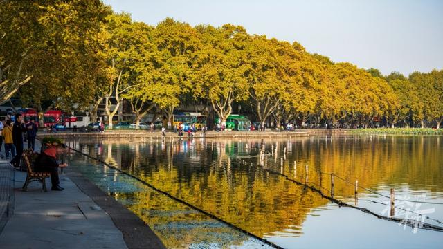 西湖景区“落叶不扫”已开始，4条道路等你打卡