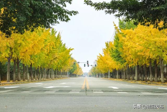 德阳冬季的“顶流”来了！错过等一年……