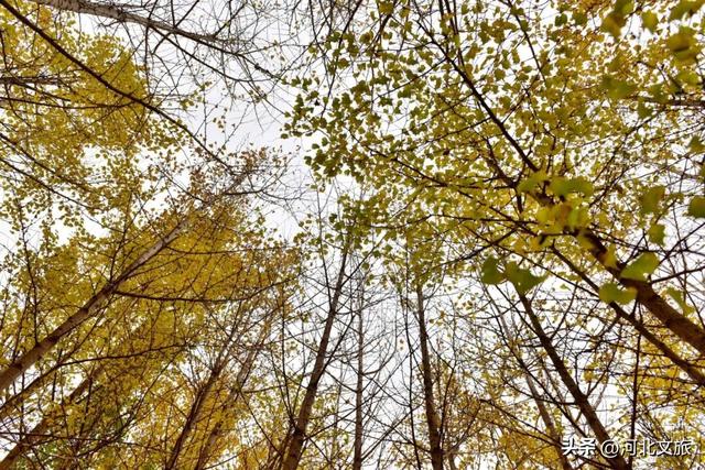 李子柒式的诗意栖居，赞皇也有！