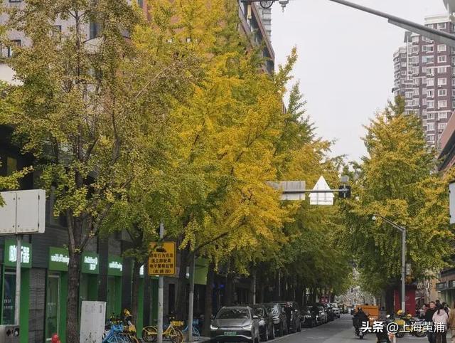 局门路银杏渐入佳境，引路人纷纷驻足打卡