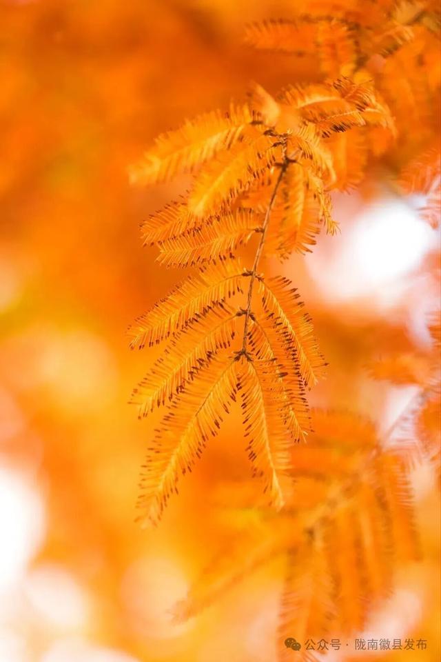 徽县：水杉的冬日华彩