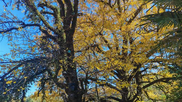 郁郁银杏无非般若，青青溪石尽是法身：宜春南惹古村印象（聂朋