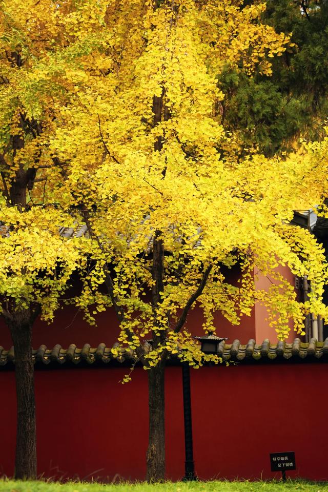 祠堂小雪 | 满地翻黄银杏叶