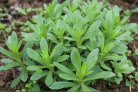 曾是农村的“野草”，被穷人当救命菜，营养堪比钙片如今却消失？图片