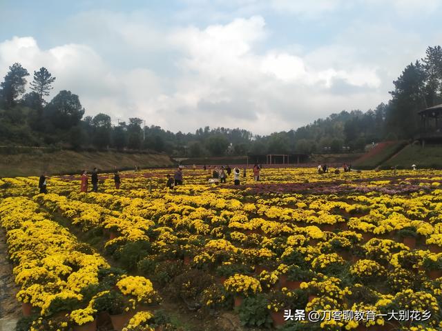 麻城旅游：2025年金秋，麻城五脑山菊花大观园福菊飘香，花海烂漫