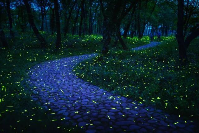 借自然妙手重现源头生机 循生态之道护美绿水青山——瓯江源头区域“中国山水工程”实践