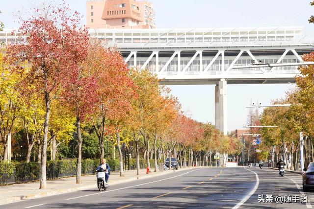 上海：闵行“小外滩”的乌桕“换妆”秋意浓错过成“遗憾”