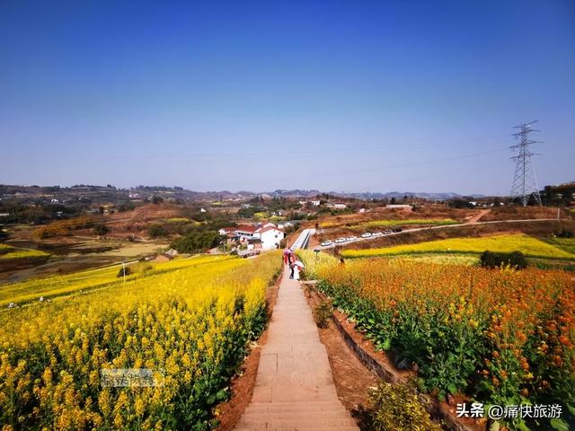 正月春光好，自贡青龙湖油菜花海已提前绽放！