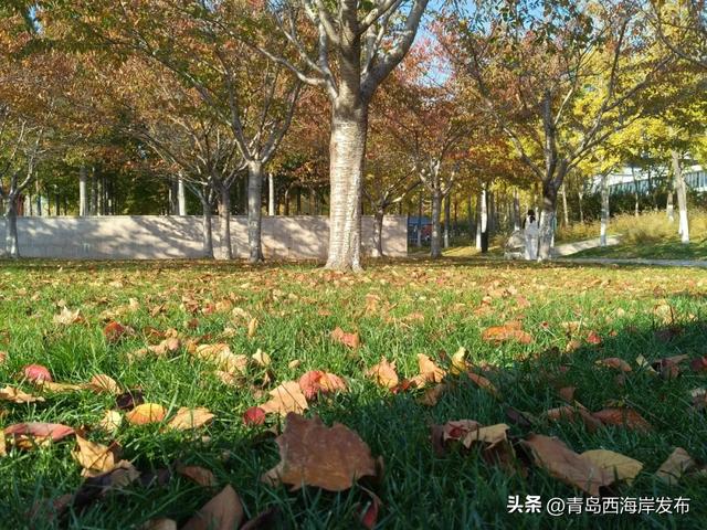 “暂停”秋天,西海岸这8条道路落叶缓扫!