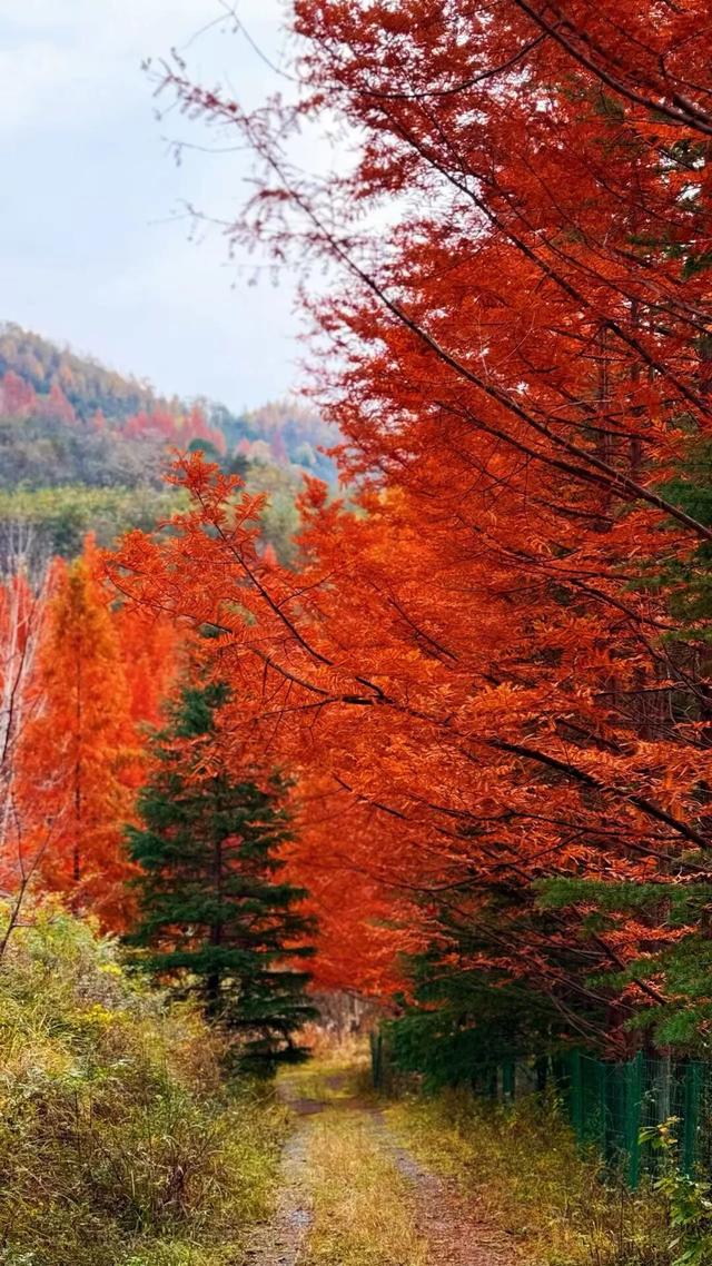 秋日限定 | 两当：把秦岭秋韵装进红叶里