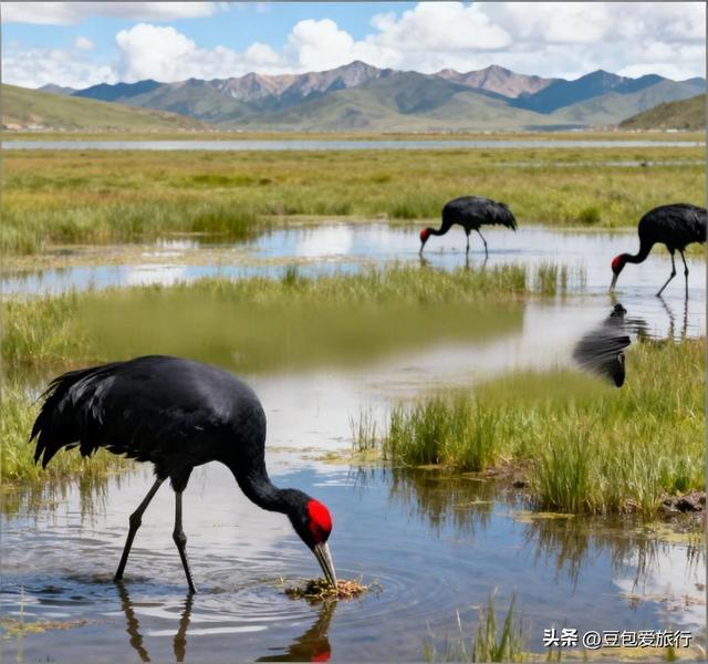 阿坝漫游记：雪山花海与羌寨古寺的十六次心动