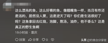无人捡？四川一河岸上全是“红尾”野生淡水鱼！根本数不清！
