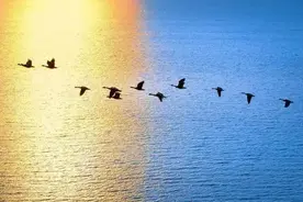 今日白露 | “白露”真的是白的？图片