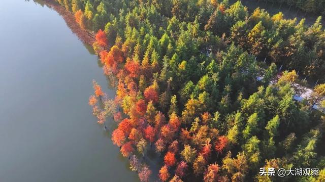 美成油画！合肥这片红衫林，藏不住了！