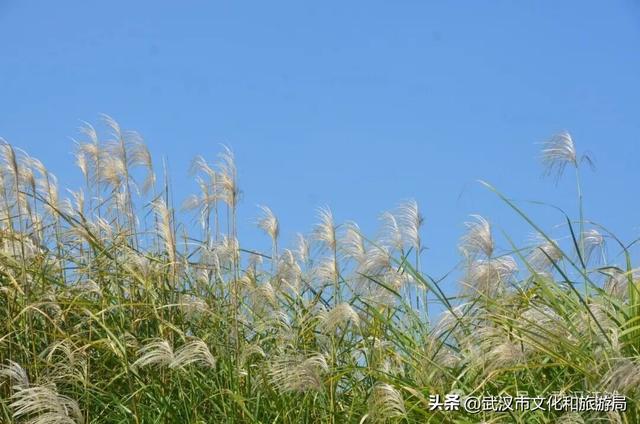 芦花不够看？江滩的银杏已经美疯了！