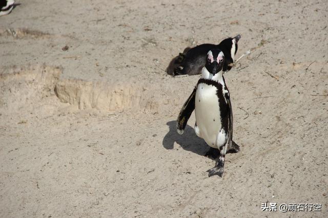 南部非洲：南非开普敦企鹅岛