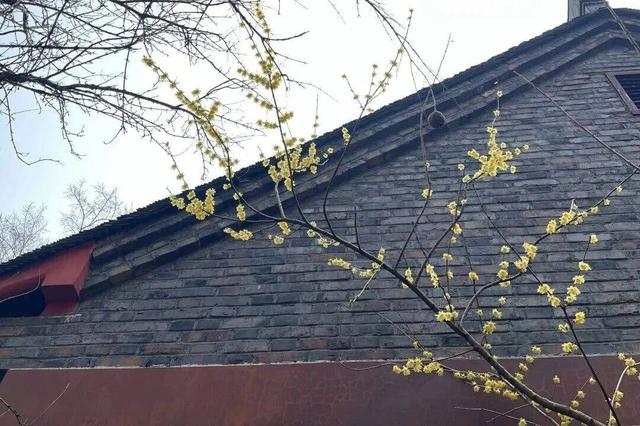 嘘~当你用分贝的方式打开冬日的金坛茅山，会听到……