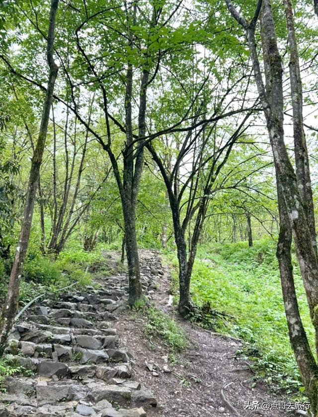 四川又一高山杜鹃惊艳了，刚好进盛花期，云海中的花园，非常唯美