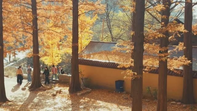 平度这里迎来最佳观赏期