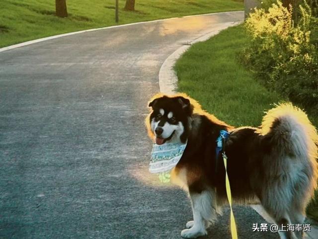 还在纠结带毛孩子去哪？奉贤养宠人，这些宠物友好地点你不能不知道