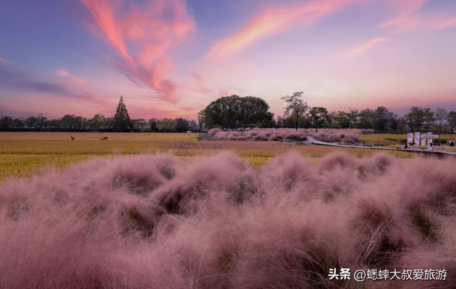 这个杭州“粉黛花海”不得了，80%人都找不到，花期一个月快冲！