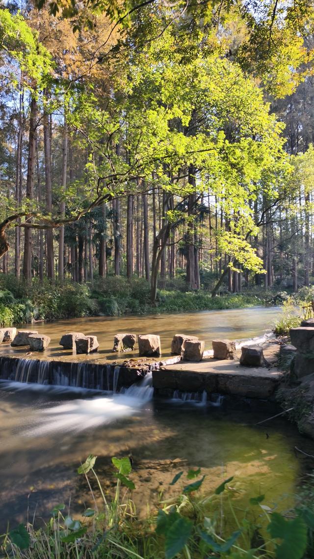 杭州秋日秘境：太子湾与浴鹄湾的红枫水墨画