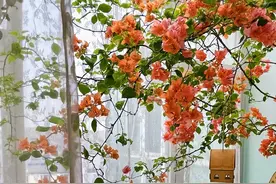 养三角梅 10年，发现6个“勤花品种”，颜值超高，但可别入手图片