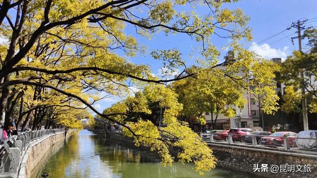 全屏“封神”！这可是昆明初冬的超绝顶流！保姆级攻略来袭，趁天晴立马冲！