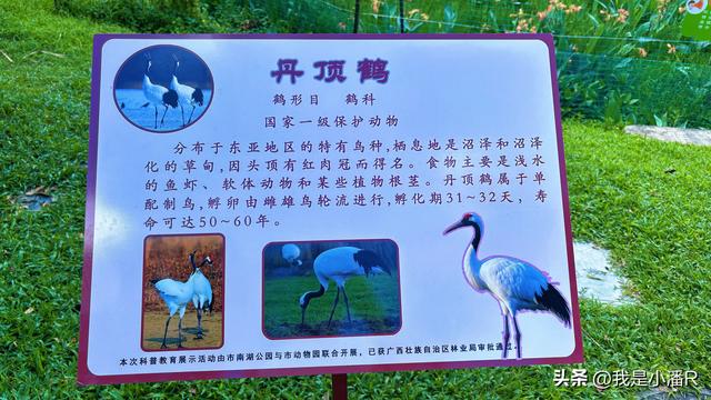 广西南宁，南湖公园来了一批贵客，好多人来拍照打卡！
