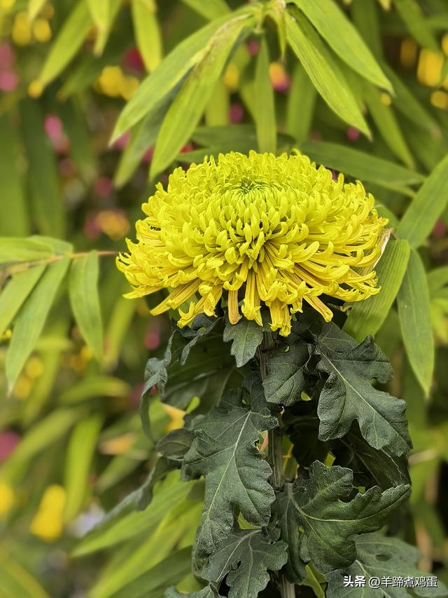 秋风独宠一园菊，晚来香艳出樊篱——北京北海公园2025年菊花展