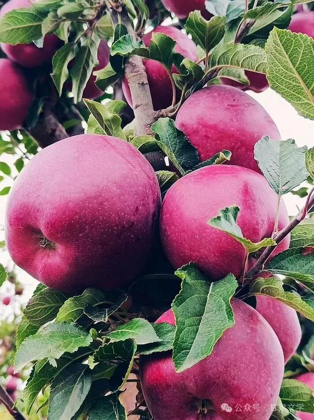 文 子: 苹 果 香