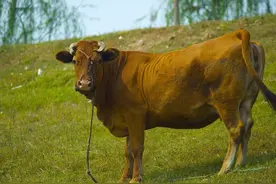 同样是驾驭，马用笼头，牛要穿鼻图片