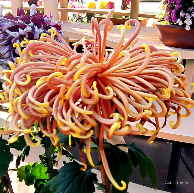 中山公园的菊花