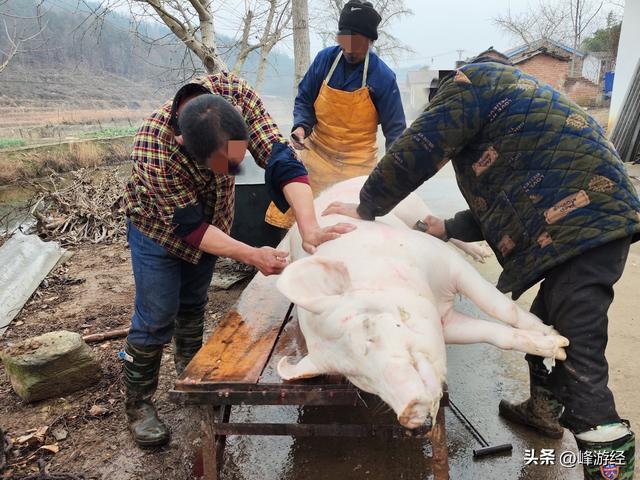 不远万里，元旦到乡下看杀年猪，享受人间至味