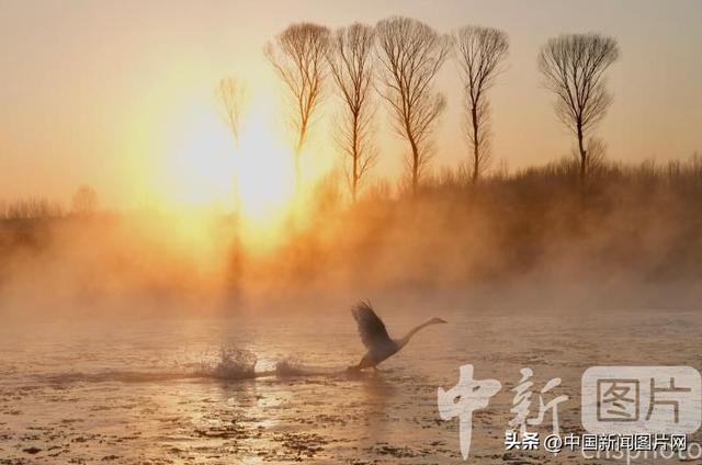 辽宁朝阳：冬季到天鹅湾看天鹅