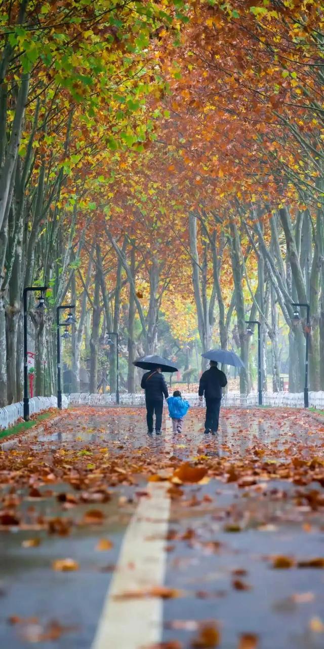 郑州与落叶的诗意悄悄延长！
