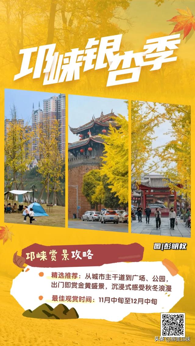 临邛古城银杏季，从浅黄到满树的鎏金，阳光温柔绵长